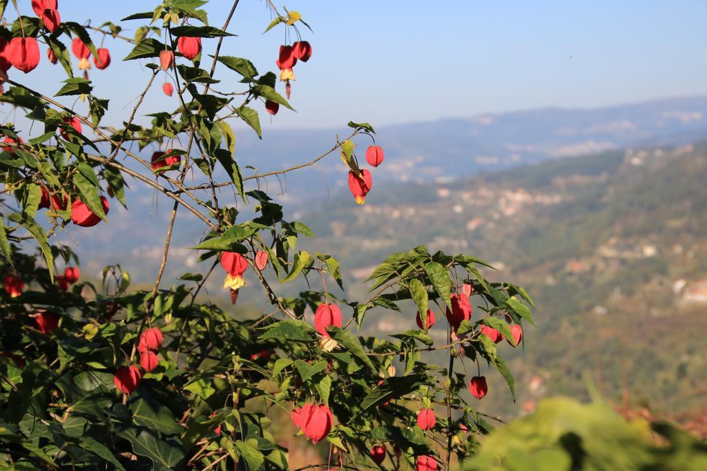 Douro Senses - Village House Cinfães Rum bild